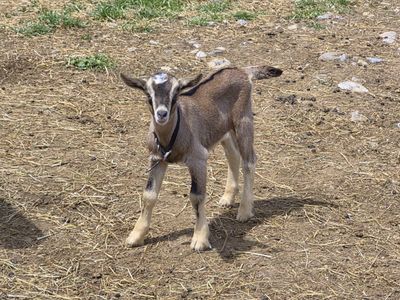 Billy Goats