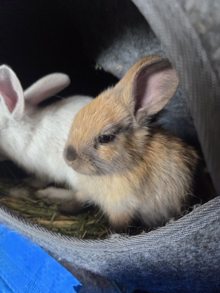Adorable Baby Bunnies - Various Colors Holland Lop and Lionhead- Ready for New Homes!
