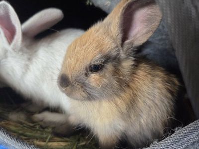 Adorable Baby Bunnies - Various Colors Holland Lop and Lionhead- Ready for New Homes!