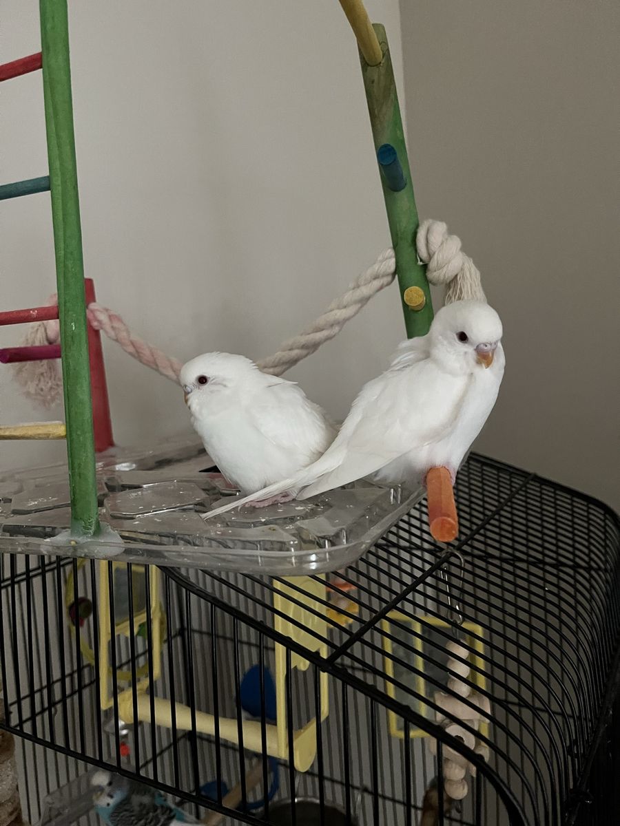 White budgie parakeet bird, almost one month