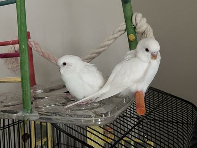 White budgie parakeet bird, almost one month