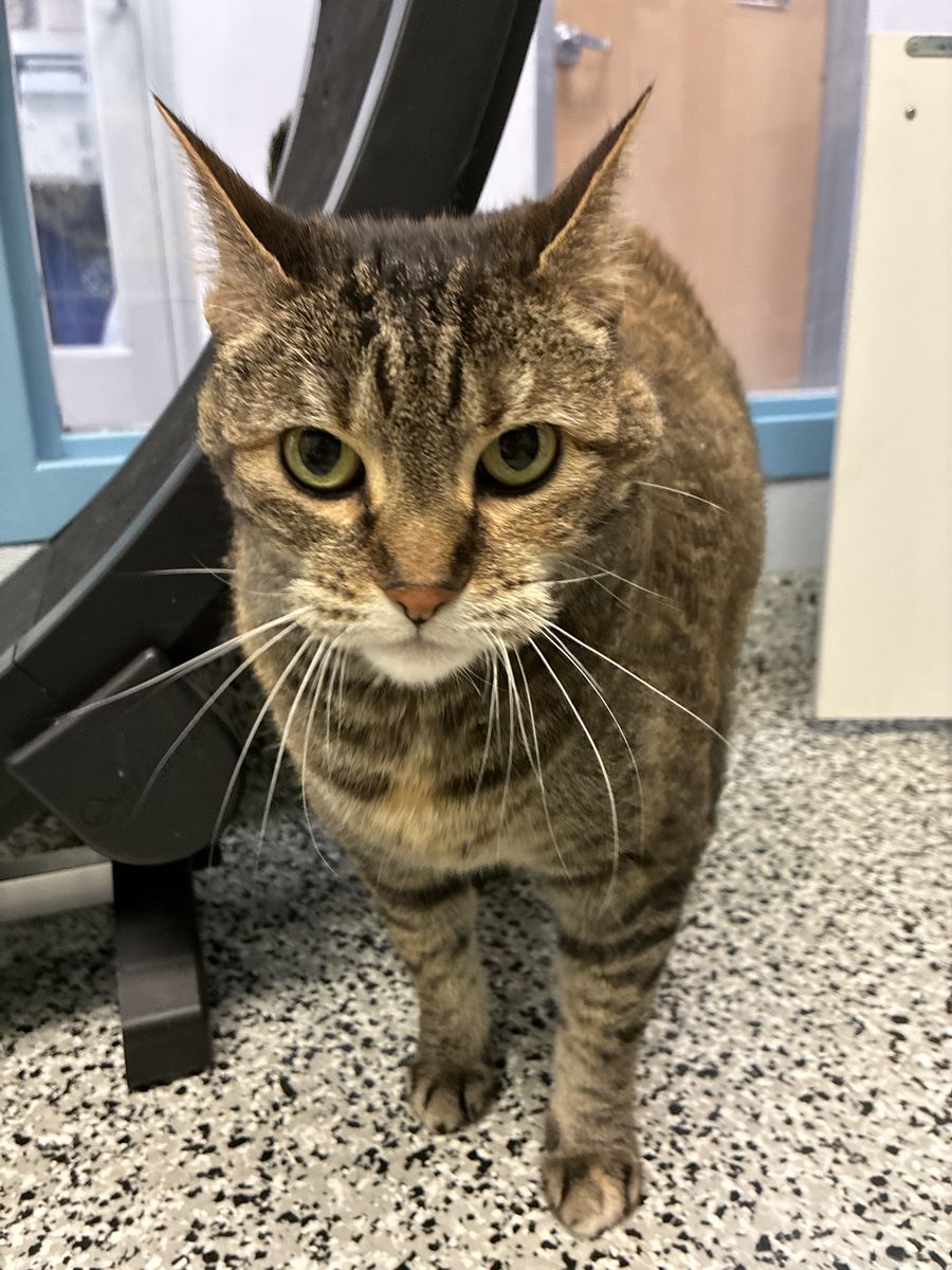 A162841 Apple Crumpet is Available for Adoption!