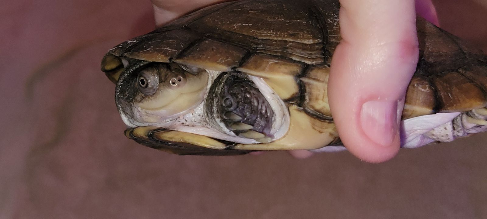 Adorable 5" African Side-Necked Freshwater Turtle
