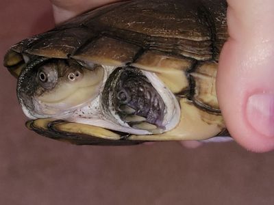 Adorable 5" African Side-Necked Freshwater Turtle