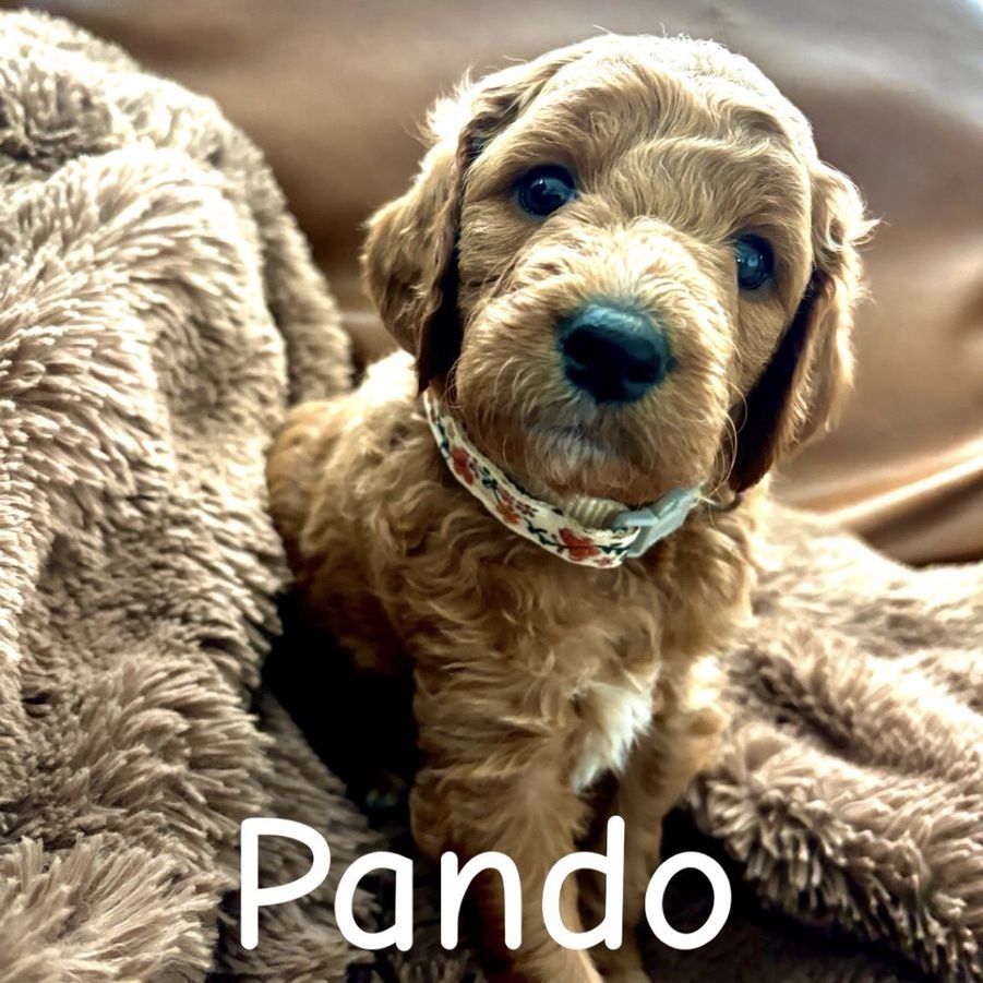 Mountainside Goldendoodle F1b Puppies - Medium Size, Dark Red, Ethical Breeder