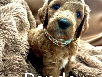 Mountainside Goldendoodle F1b Puppies - Medium Size, Dark Red, Ethical Breeder