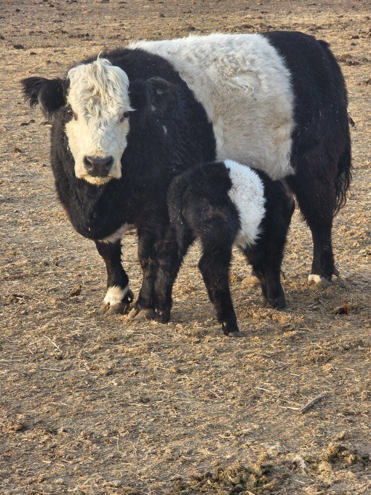 miniature belted polled cow and calf pair