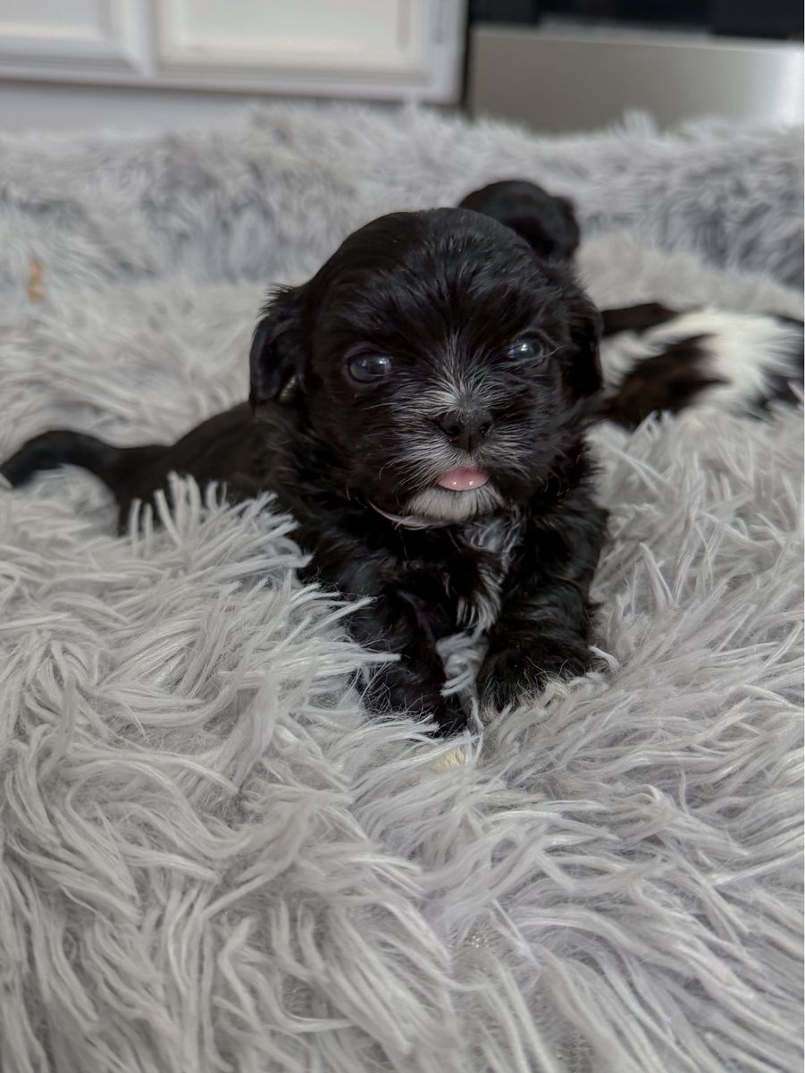 Imperial Shih Tzu Puppies