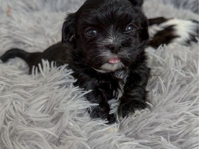 Imperial Shih Tzu Puppies