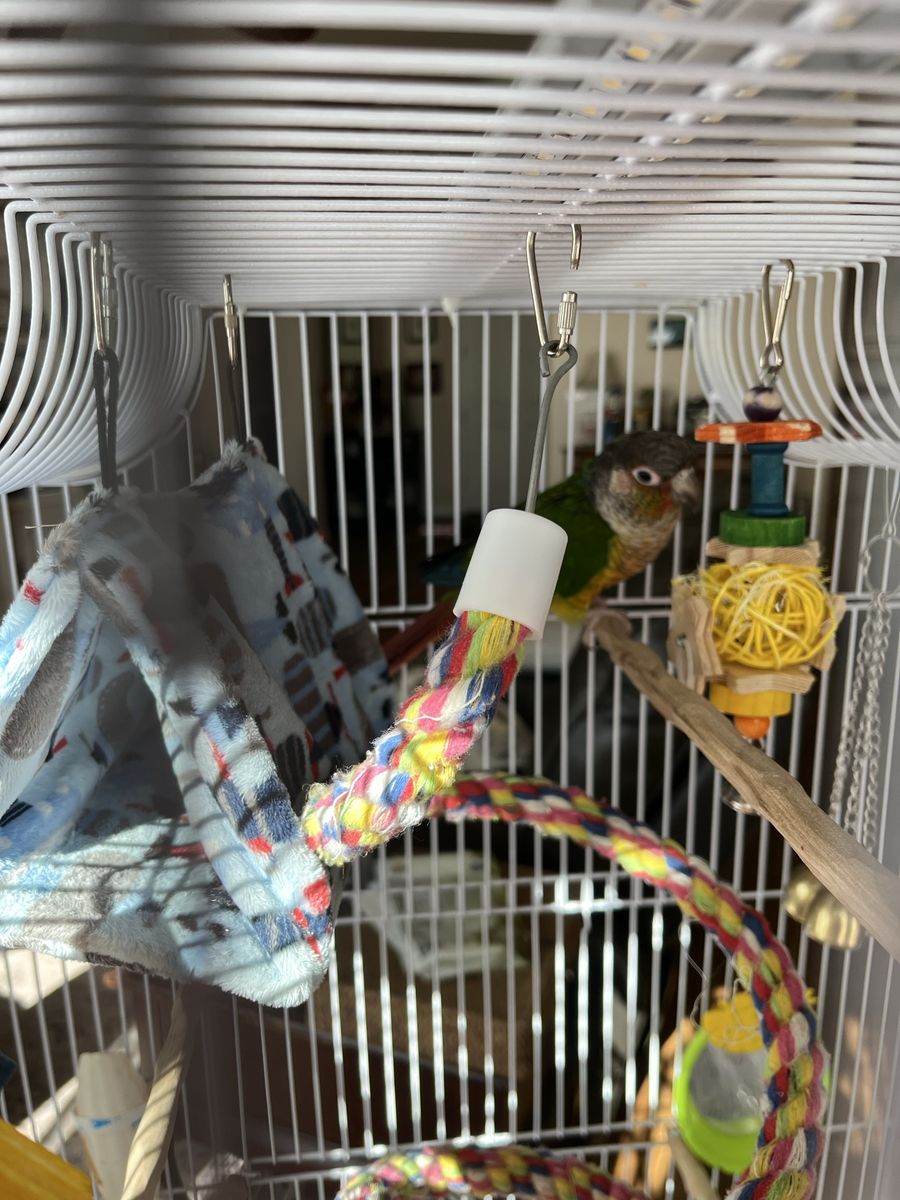 Green cheek conure