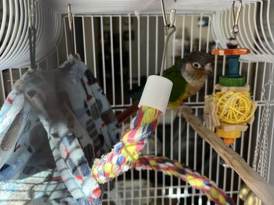 Green cheek conure