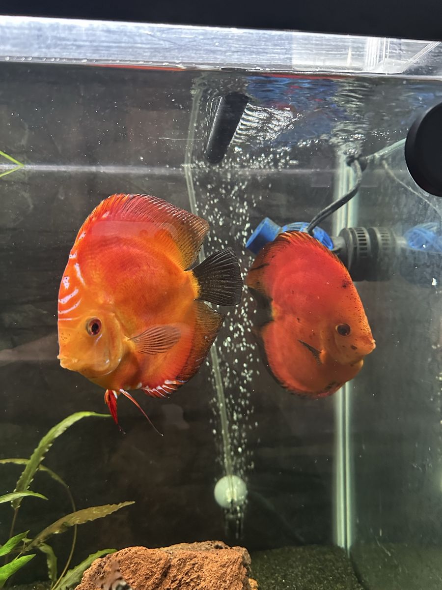 Pair discus, large size