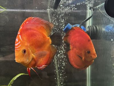 Pair discus, large size