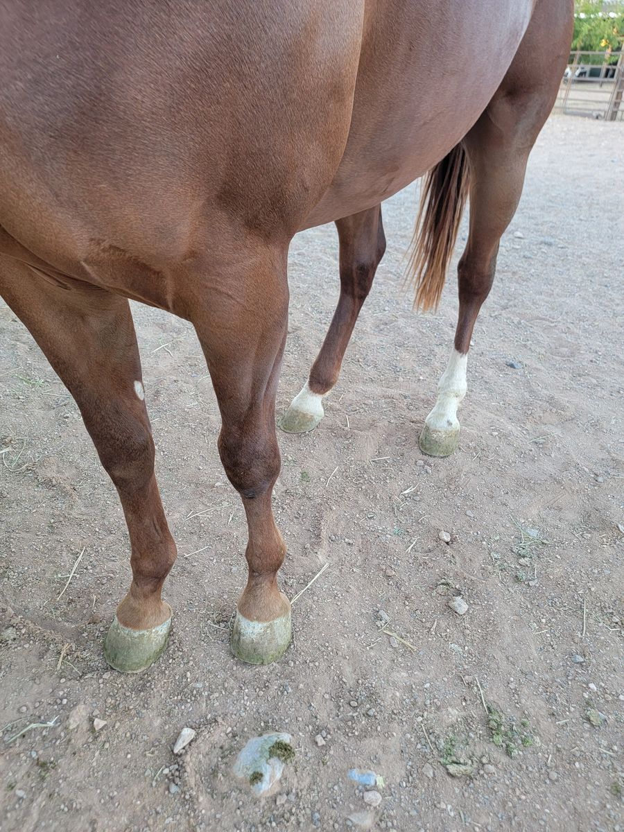 2 year old Qh gelding