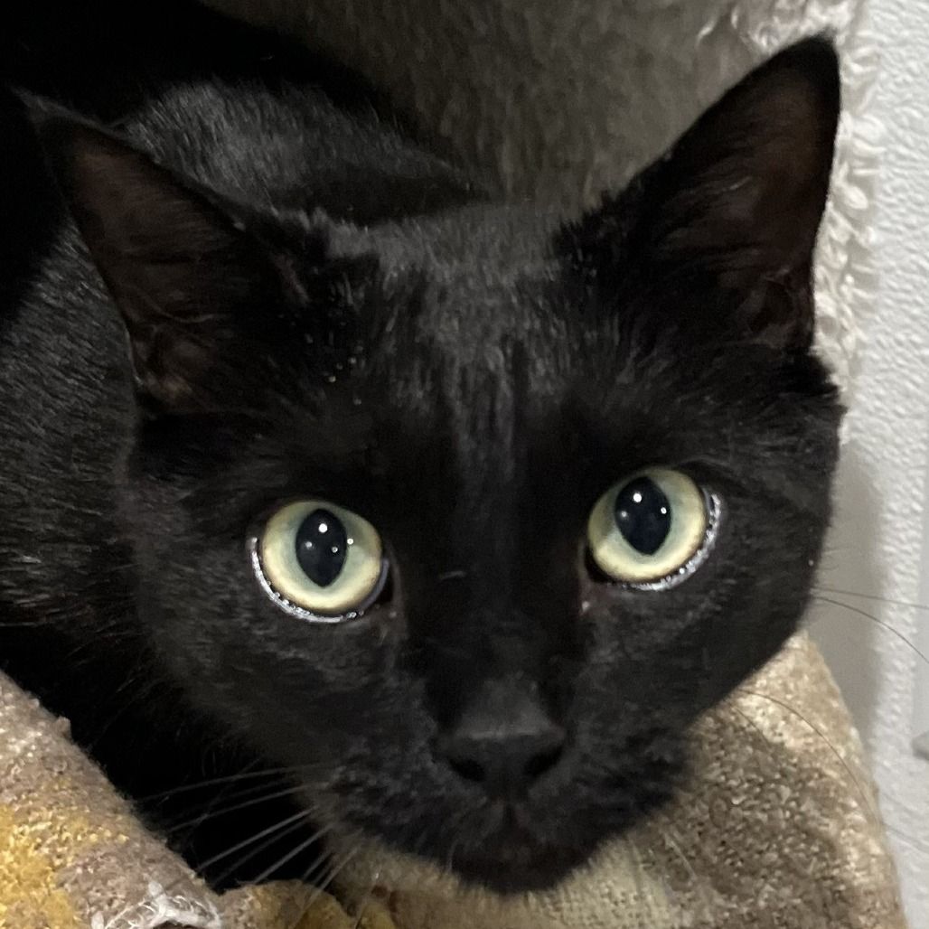Hello my name is Coco