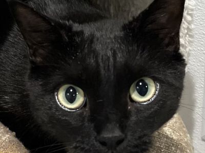 Hello my name is Coco