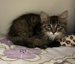 A164980 Grace is Available for Adoption!