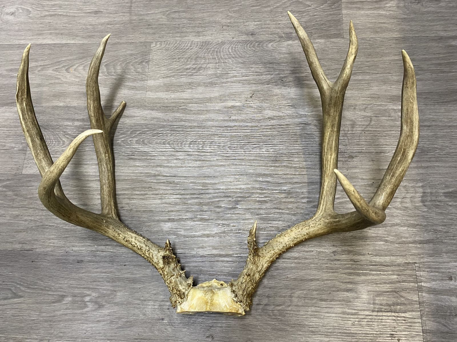 Heavy Mule Deer Rack! Gnarly Heavy Bases!