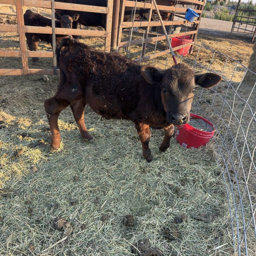 Bull Calf
