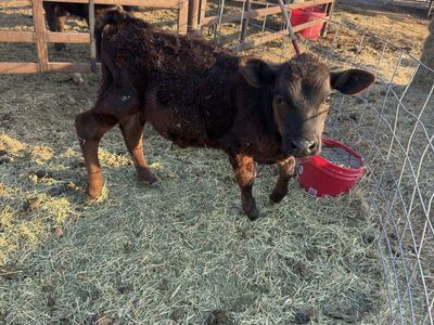 Bull Calf