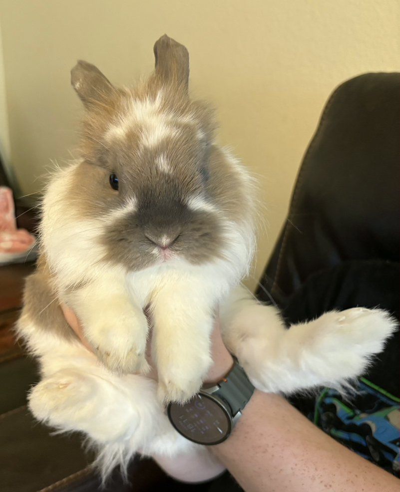 Lionhead/Holland Lop Rabbit