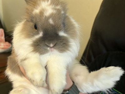 Lionhead/Holland Lop Rabbit
