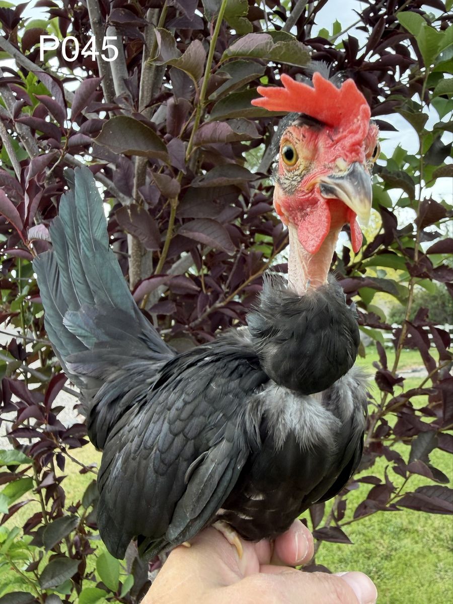 Naked Neck Kikiriki