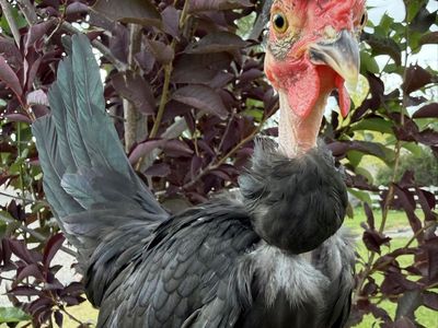 Naked Neck Kikiriki