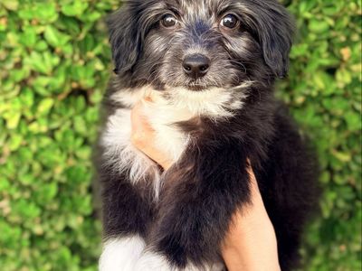 Mini Aussiedoodle pups
