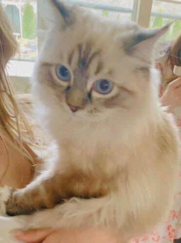 SALE: Gorgeous SWEET Ragdoll kittens--STAY SMALLER--(SO AFFECTIONATE), Puppy/Doglike--do tricks!) Shed less and less allergenic!