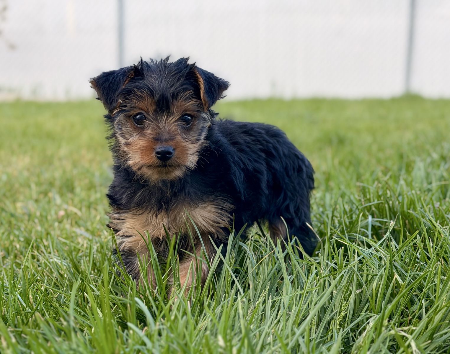 A.K.C Yorkie Puppy