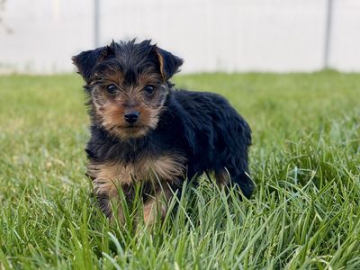 A.K.C Yorkie Puppy