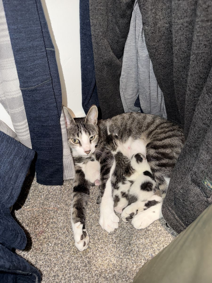 2 year old cat and 5 brand new kittens 