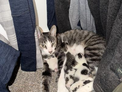 2 year old cat and 5 brand new kittens