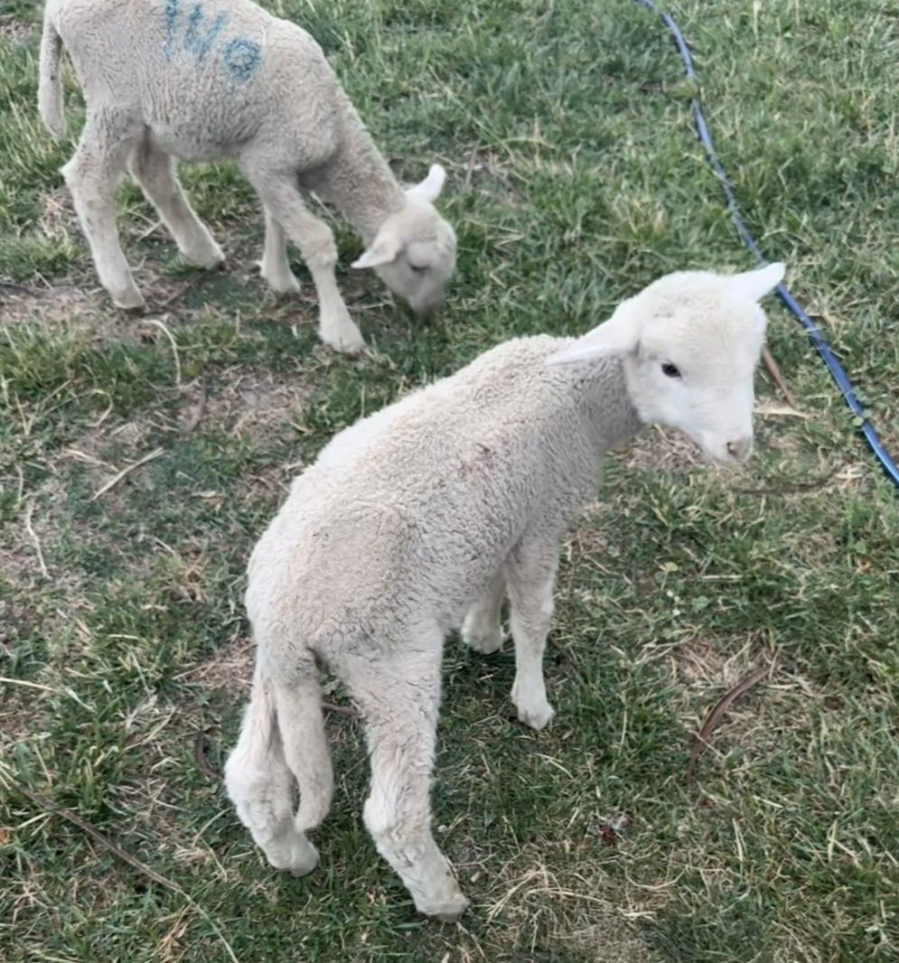 Rambouillet Cross Lambs