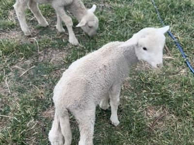 Rambouillet Cross Lambs