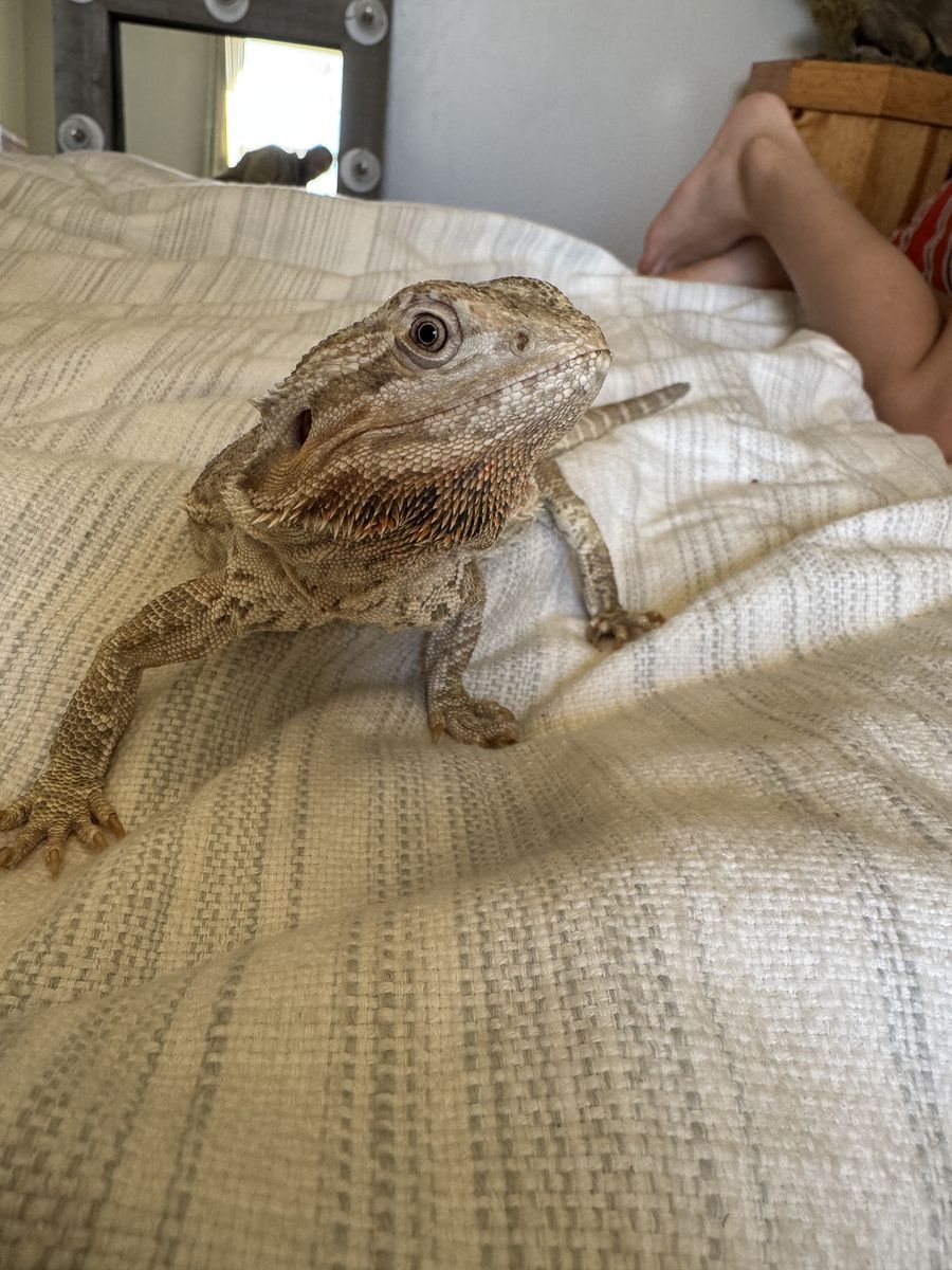 Bearded Dragon