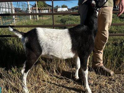 Friendly Lamancha Doe