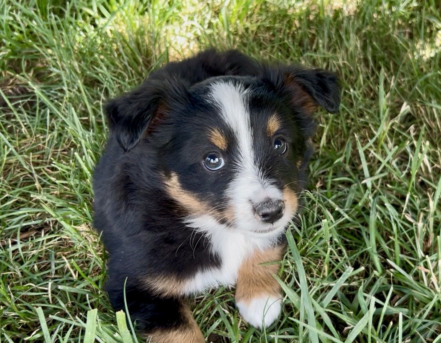 Mini Australian Shepherd Puppy