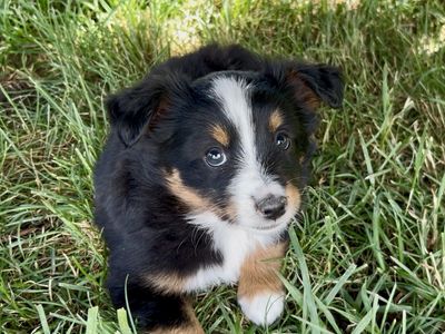 Mini Australian Shepherd Puppy