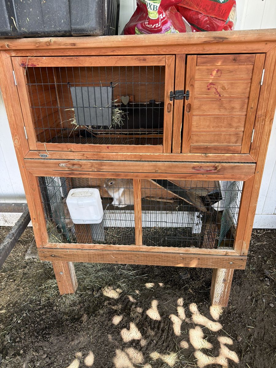 Rabbit hutch and 2 buck rabbits one has blue eyes