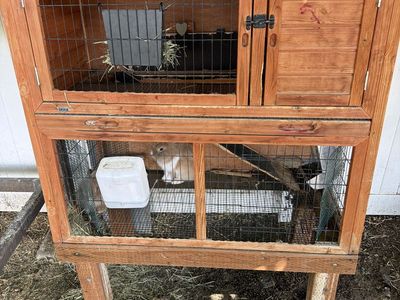 Rabbit hutch and 2 buck rabbits one has blue eyes