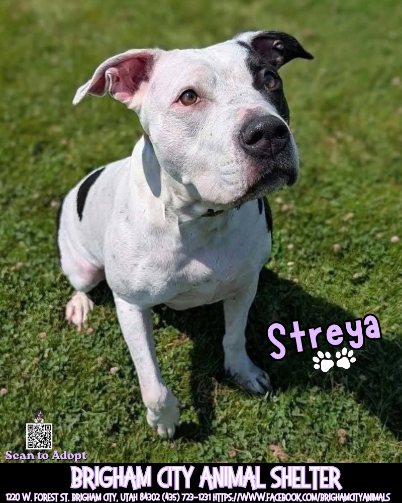 Streya Needs a Forever Home!