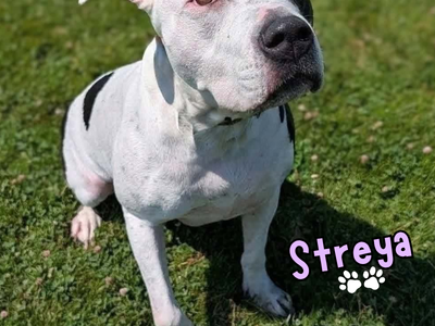 Streya Needs a Forever Home!