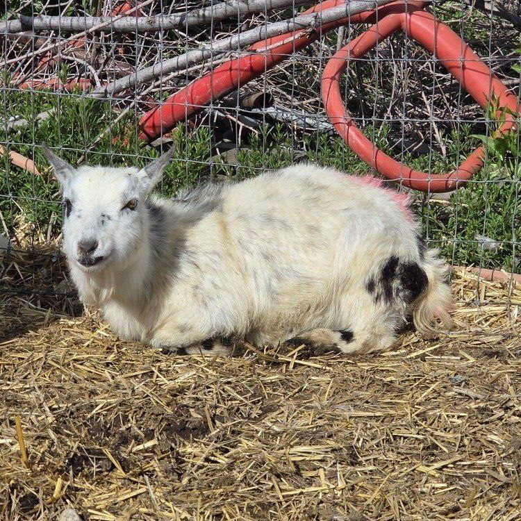 female pygmy goat