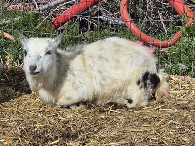 female pygmy goat