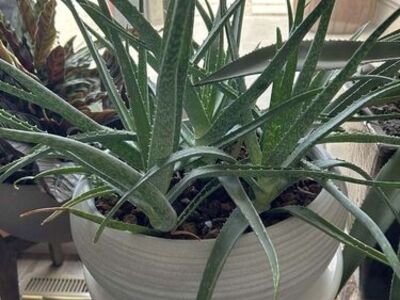 Crate & Barrel Concrete Pot With Aloe Succulent Plant