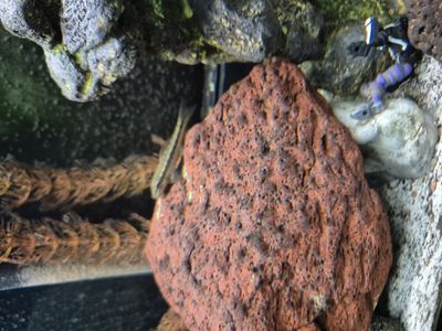 chinese algae eater