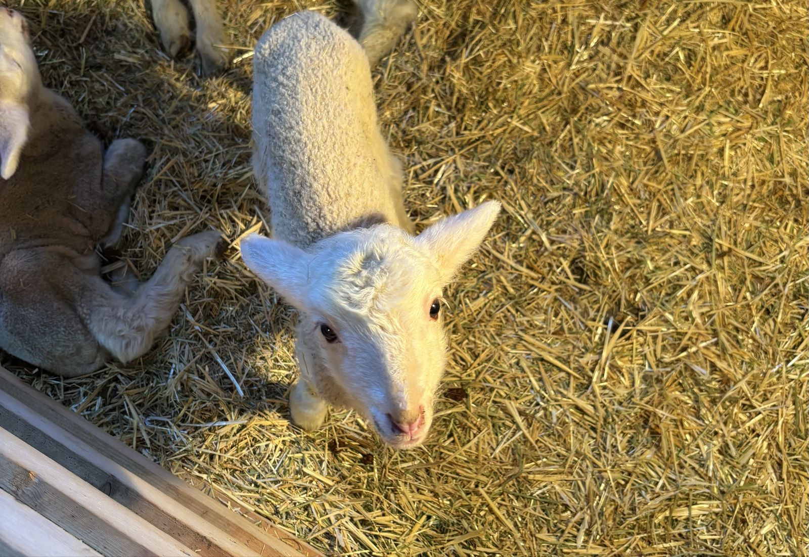 Bummer Lambs