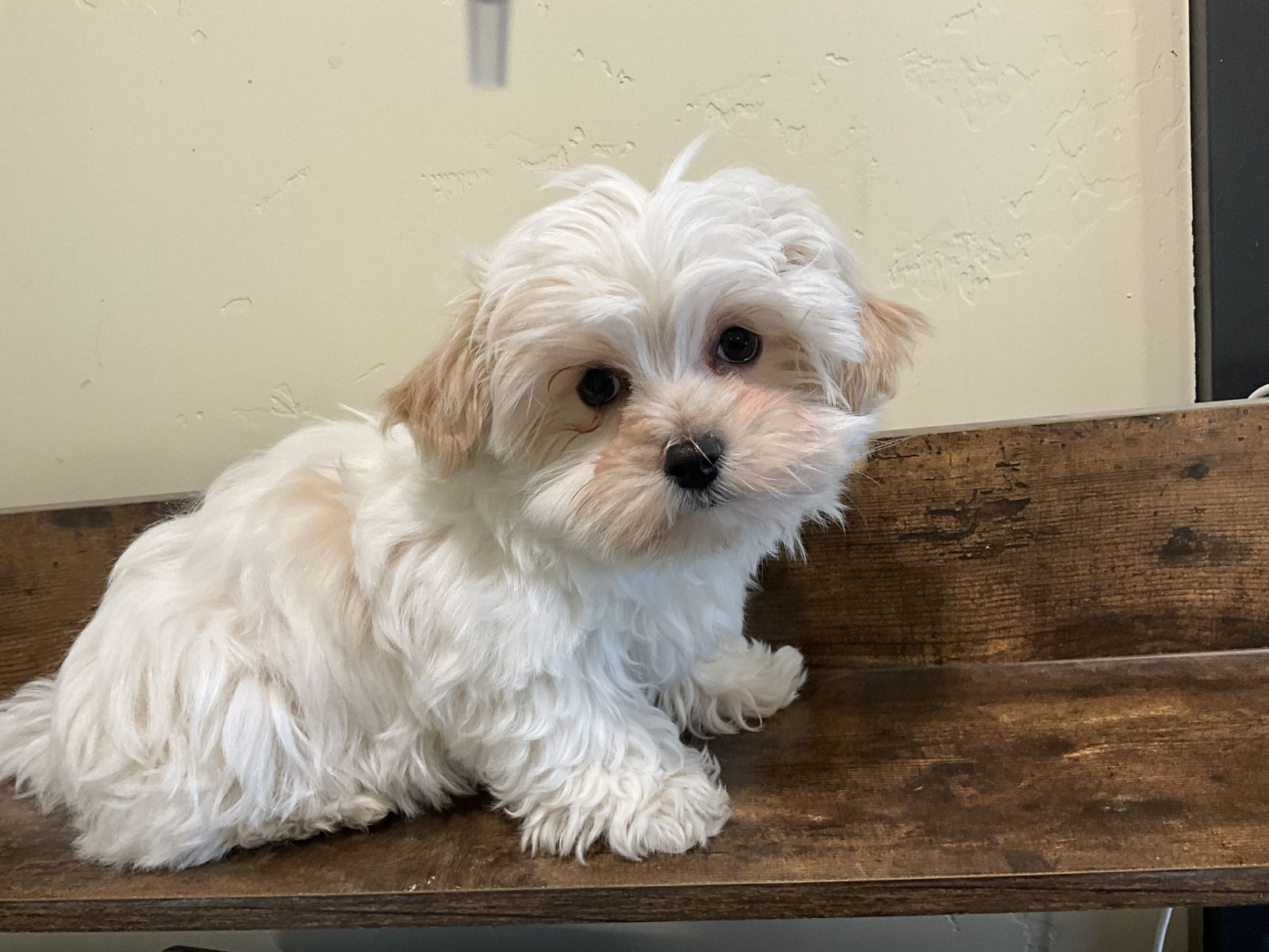 Morkie, Yorkie, Maltese